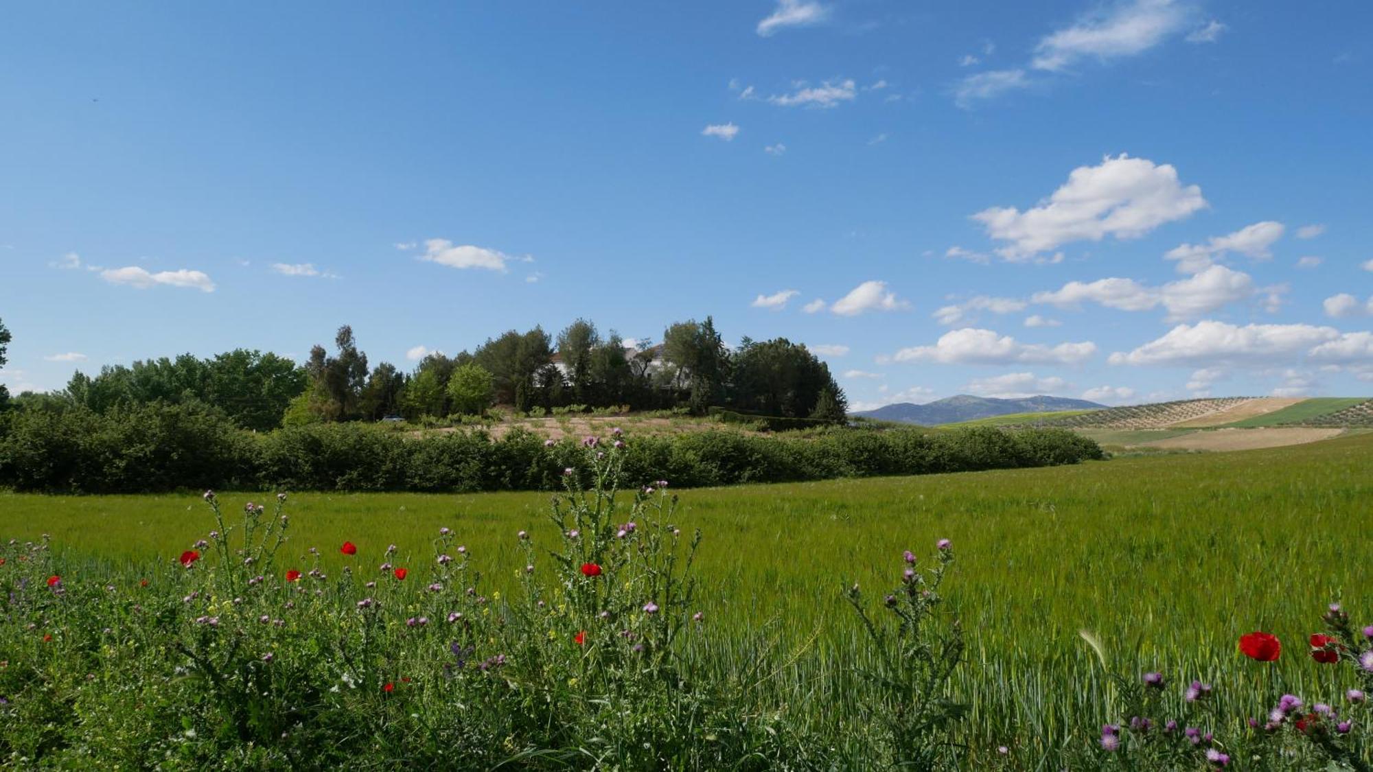 Pensjonat Cortijo La Gineta Alcalá la Real Zewnętrze zdjęcie